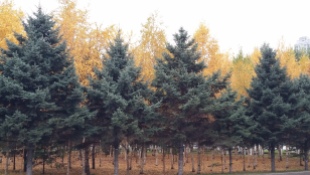 Fall In Harbin