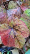 Fall In Harbin - Vine Leaves